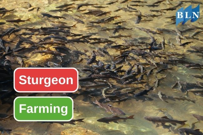 Caviar From Sturgeon Farming